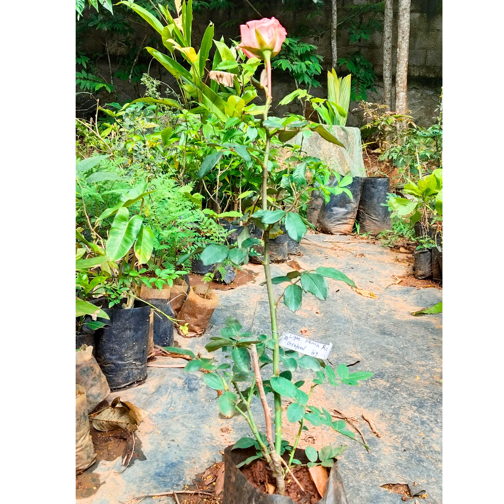 Light Peach Rose Grafted Live Plant