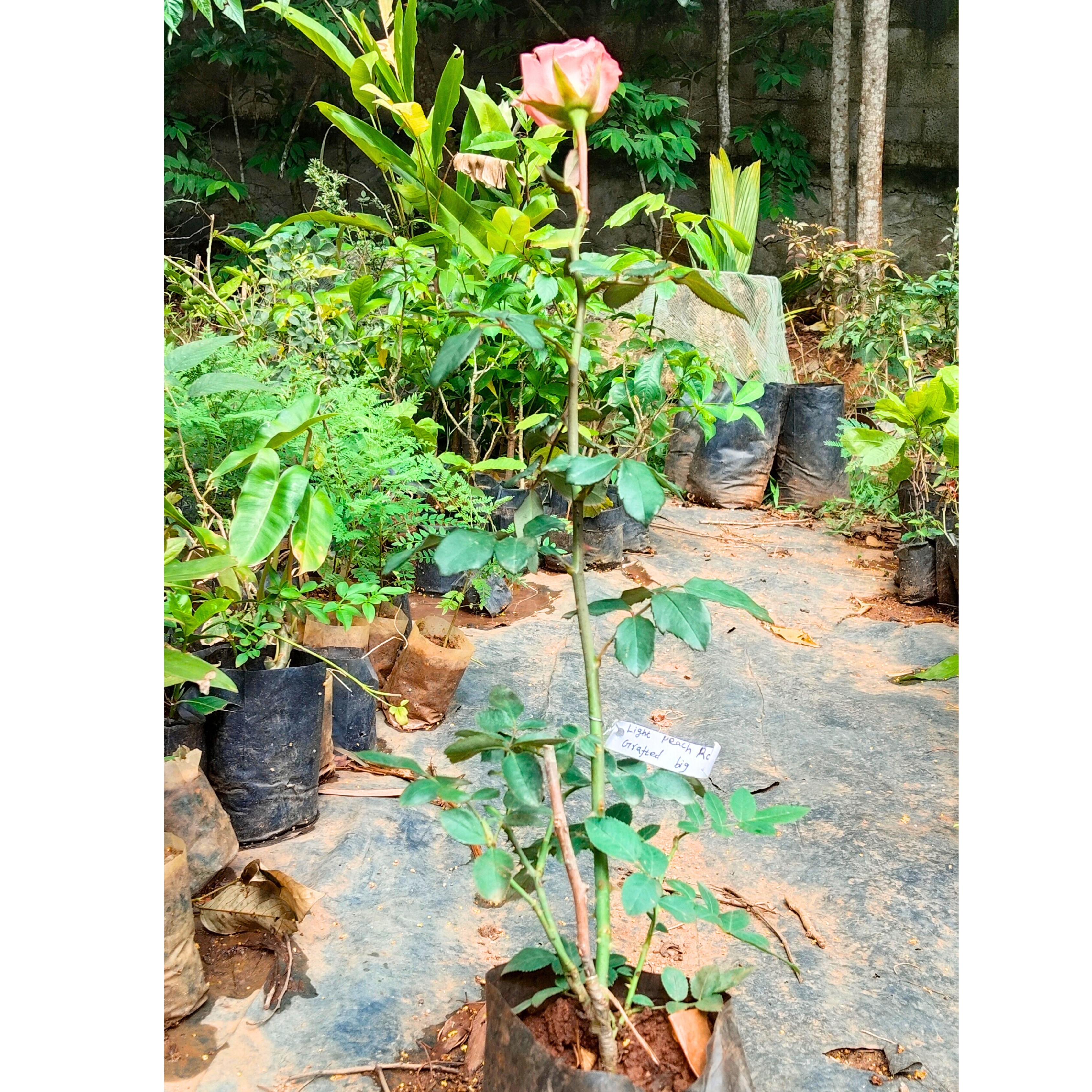 Light Peach Rose Grafted Live Plant
