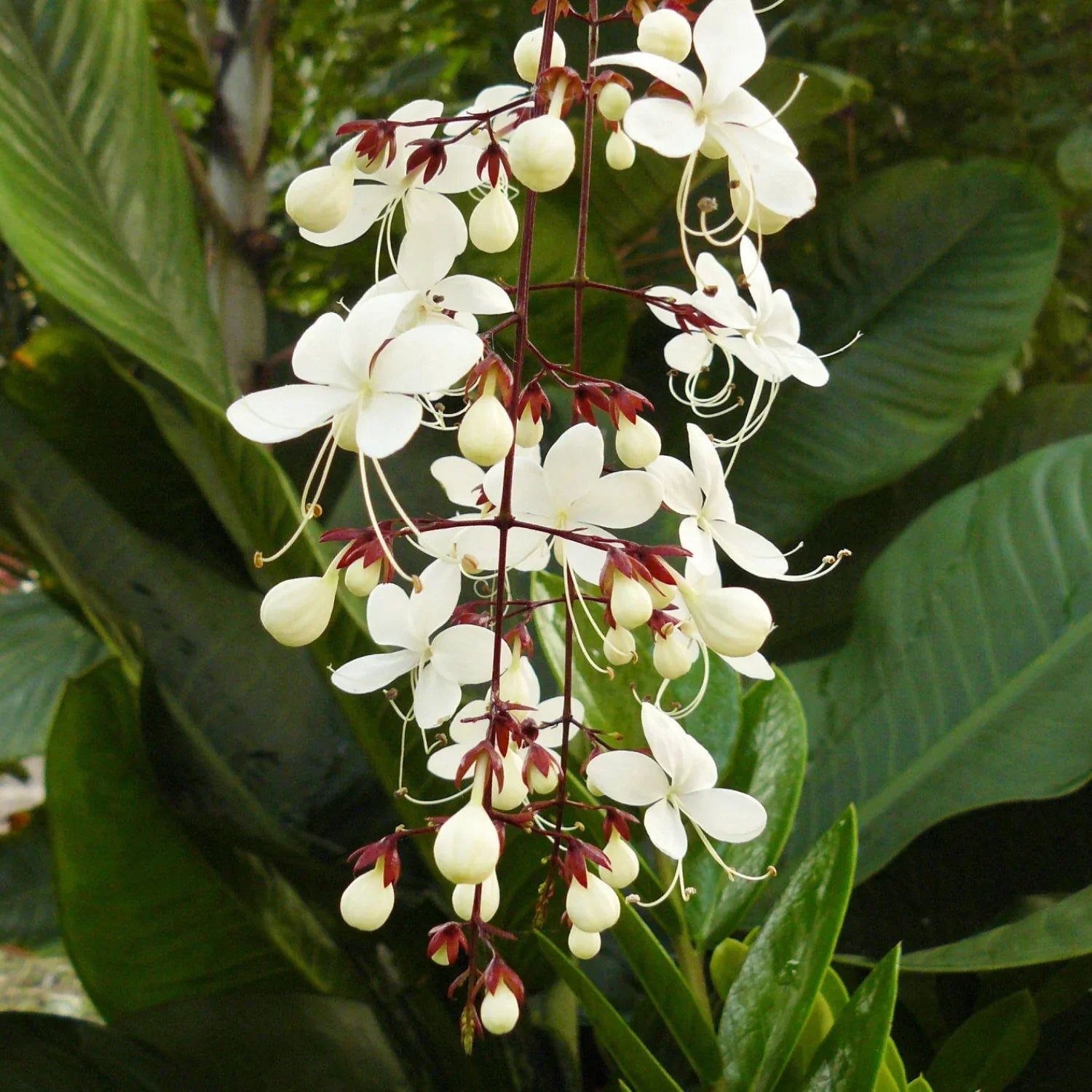 Chains of Glory Flowering Live Plant