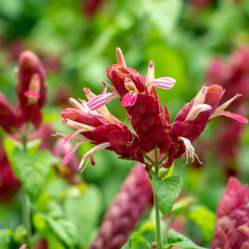 Mexican Shrimp / Dark Pink Lollipop Rare Flowering Live Plant