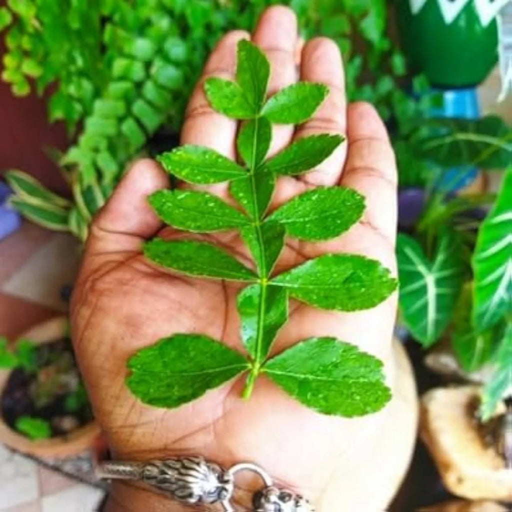 13 Leaves (Trayodasha-patra) Raja Maha Vilvam Plant
