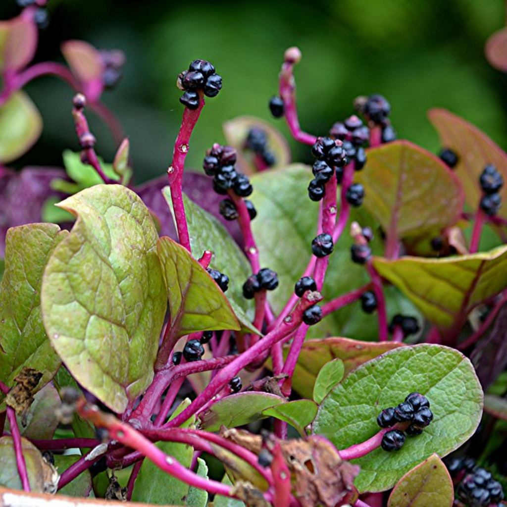 Malabar Spinach (Basella alba) Medicinal Live Plant