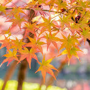 Maple Tree Rare Live Plant
