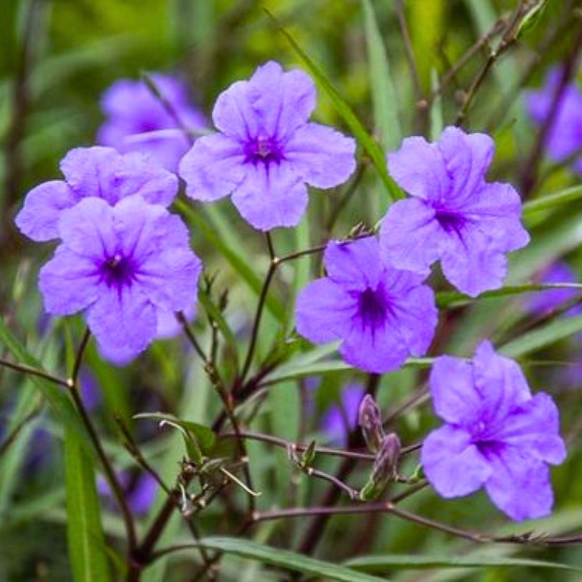 Meadow Weed (Ruellia tuberosa) Flowering Live Plant