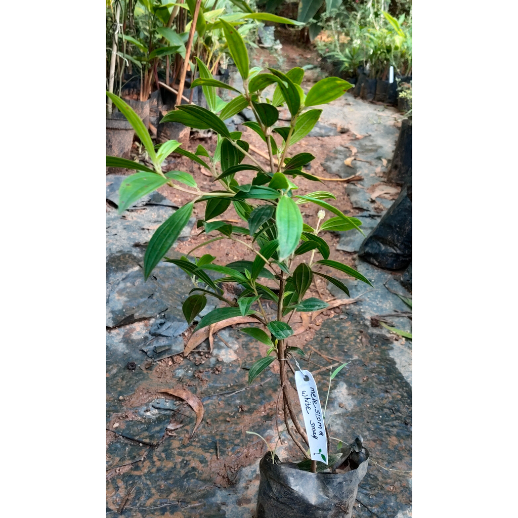 White Melastoma  Flowering Live Plant