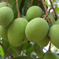 Moovandan Mango Live Plant