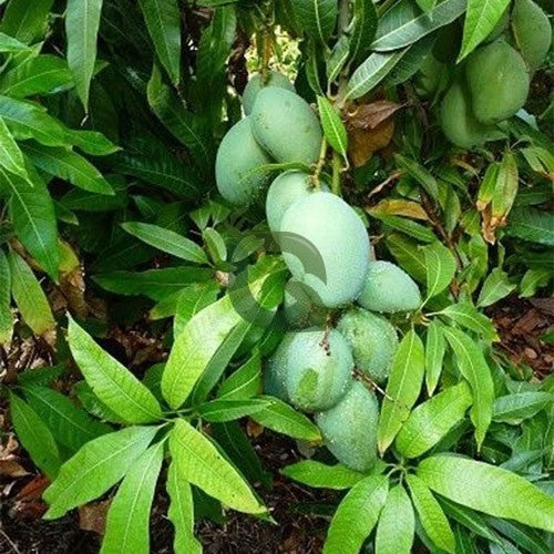 Moovandan Mango Live Plant