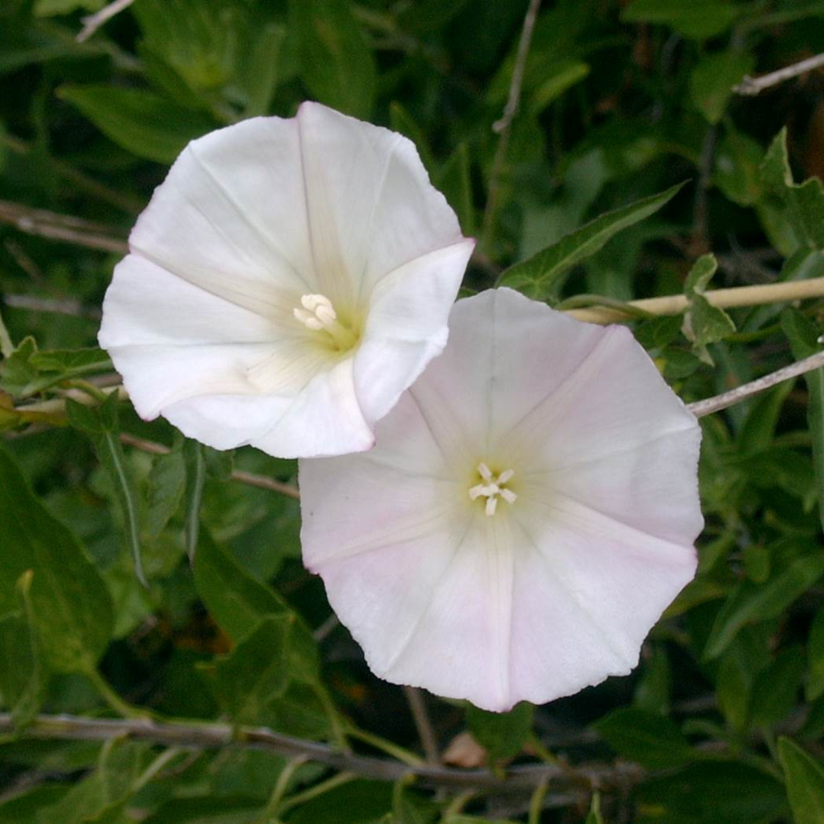 Morning Glory White (Ipomoea) All Time Flowering Live Plant