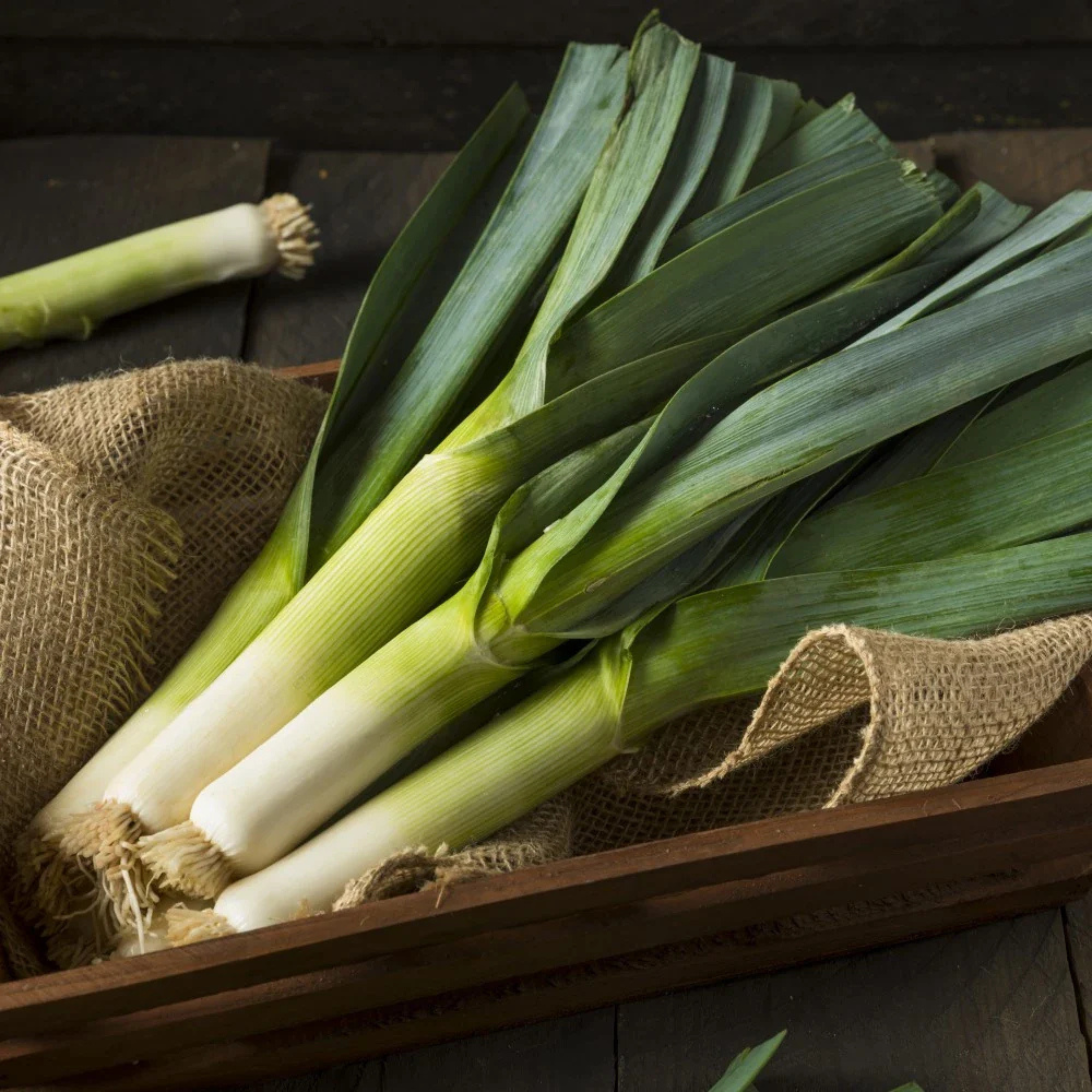 Organic Leek Seeds - Open Pollinated