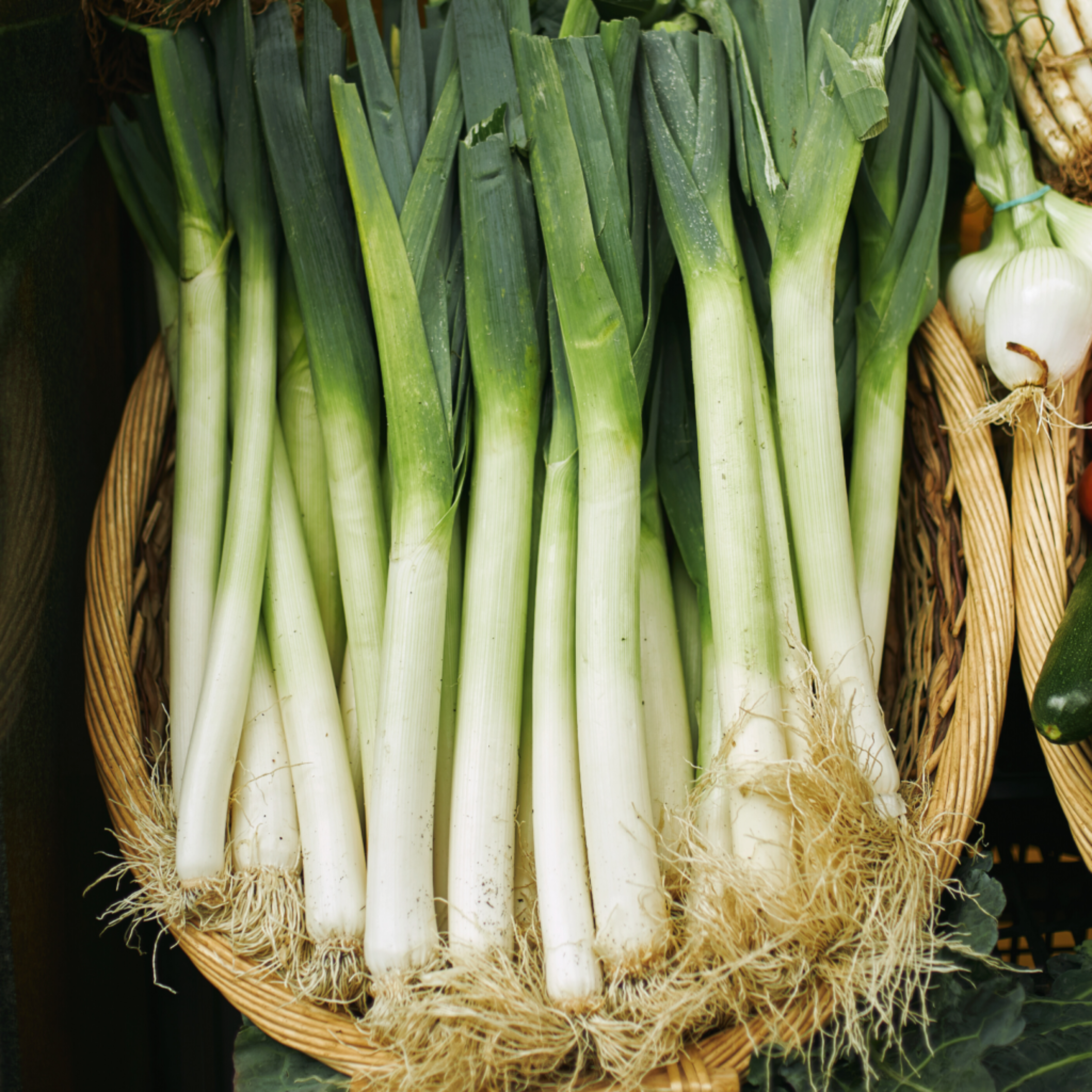 Organic Leek Seeds - Open Pollinated
