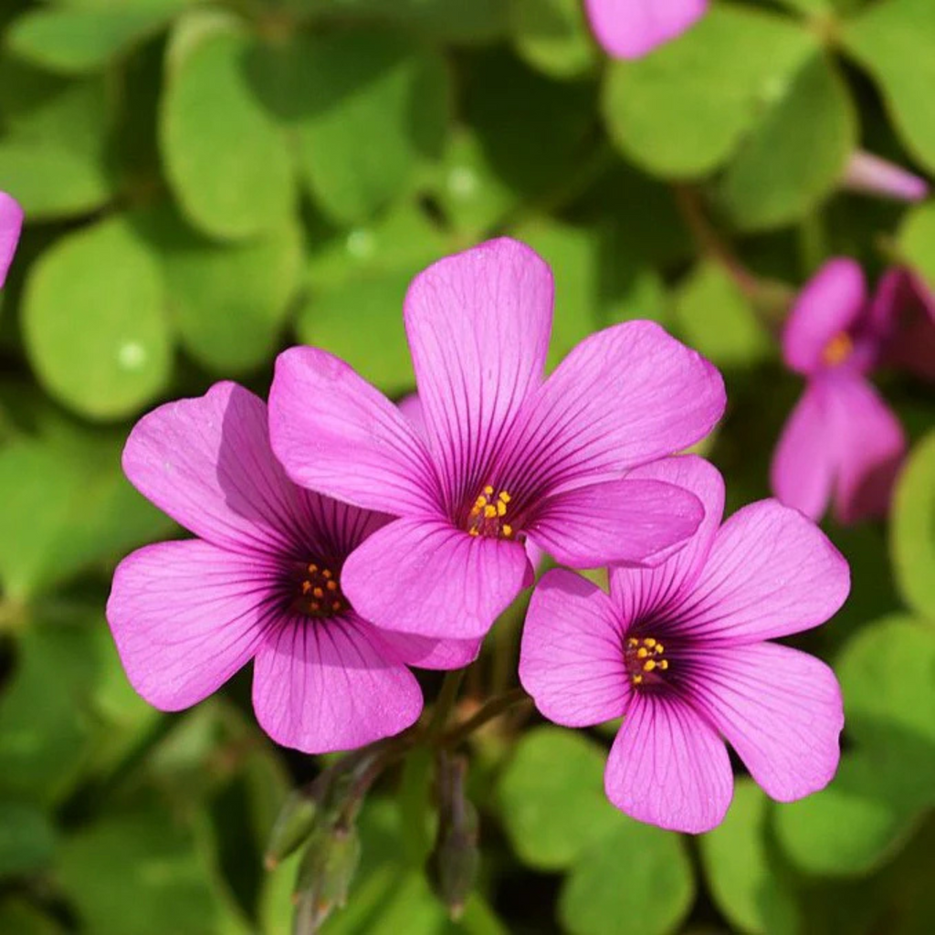 Oxalis Pink with Green Leaves Flowering Live Plant