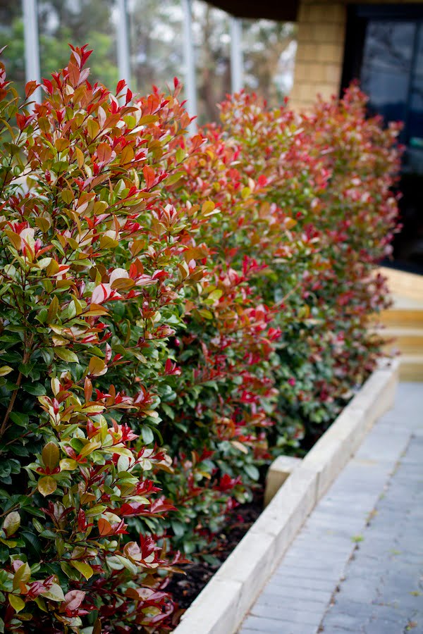 Red Lilly Pilly (Syzygium australe) Ornamental Live Plant