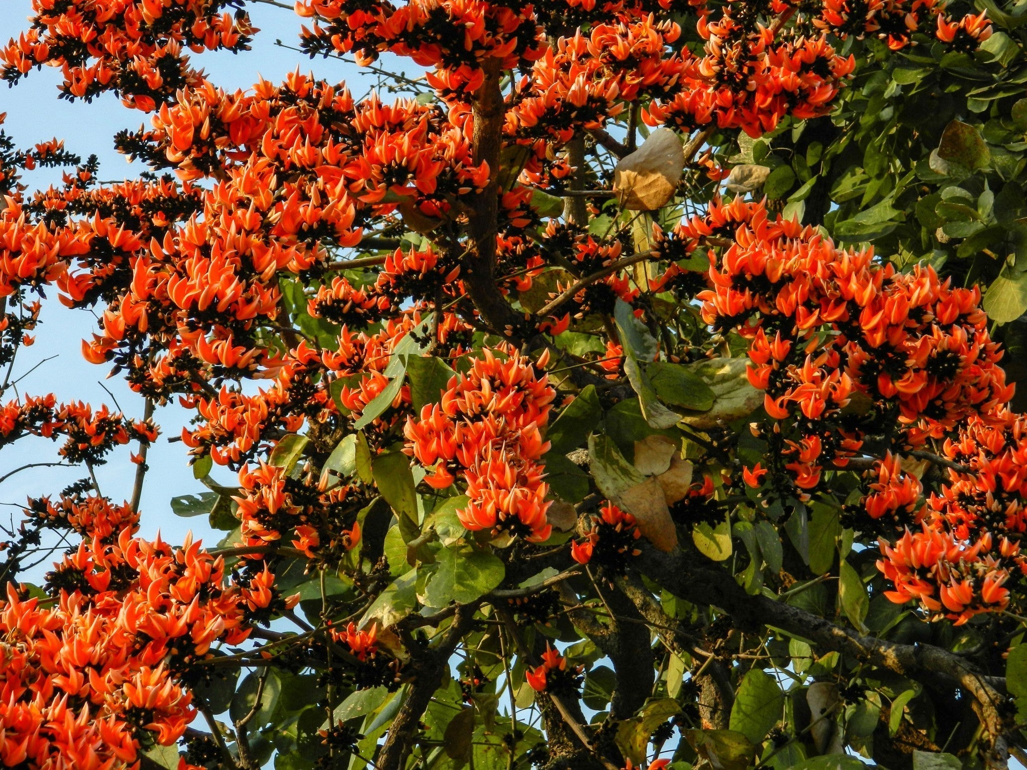 Yellow Palash & Red Palash Combo All Time Flowering Layered Live Plants