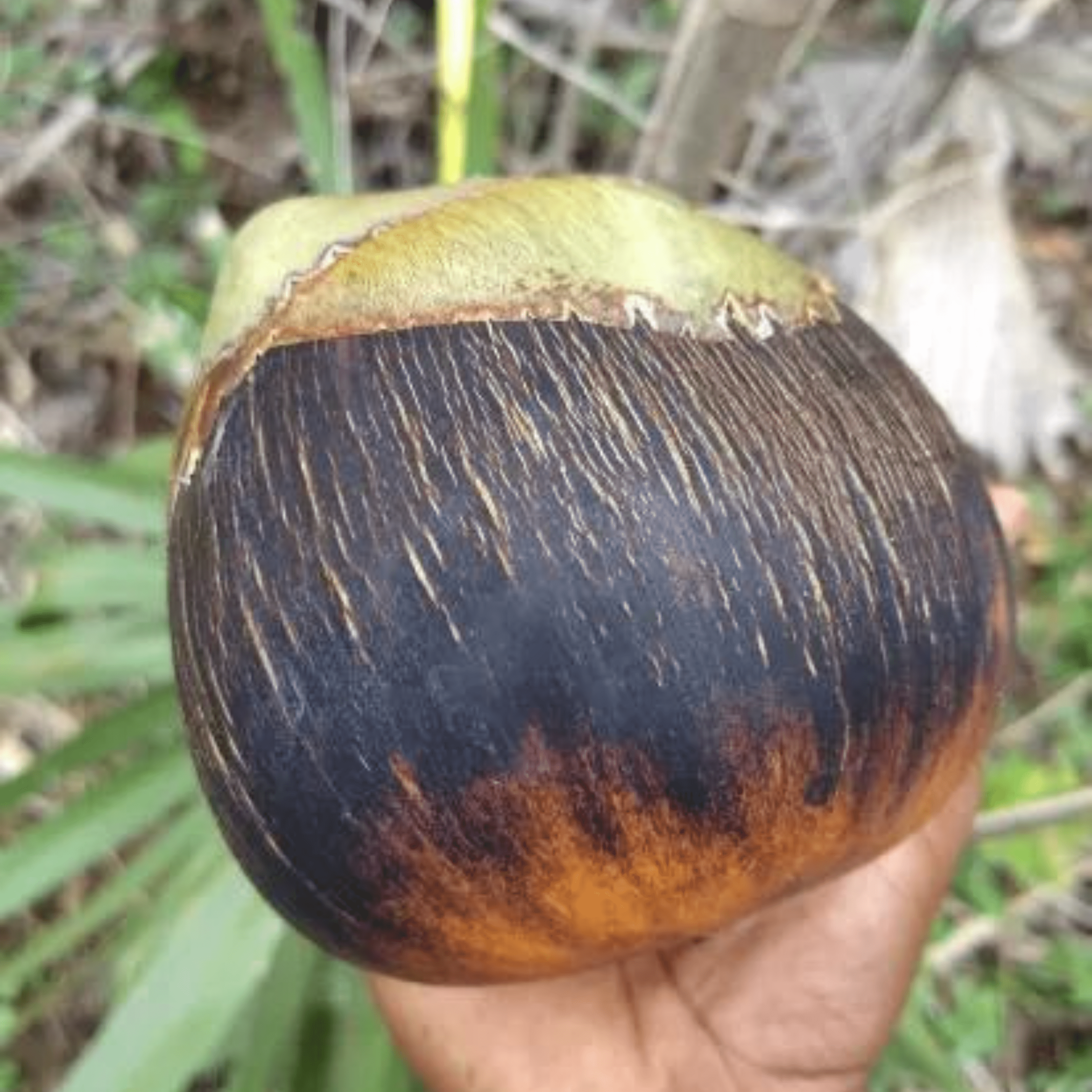 Palmyra Palm (Borassus flabellifer) Live Plant