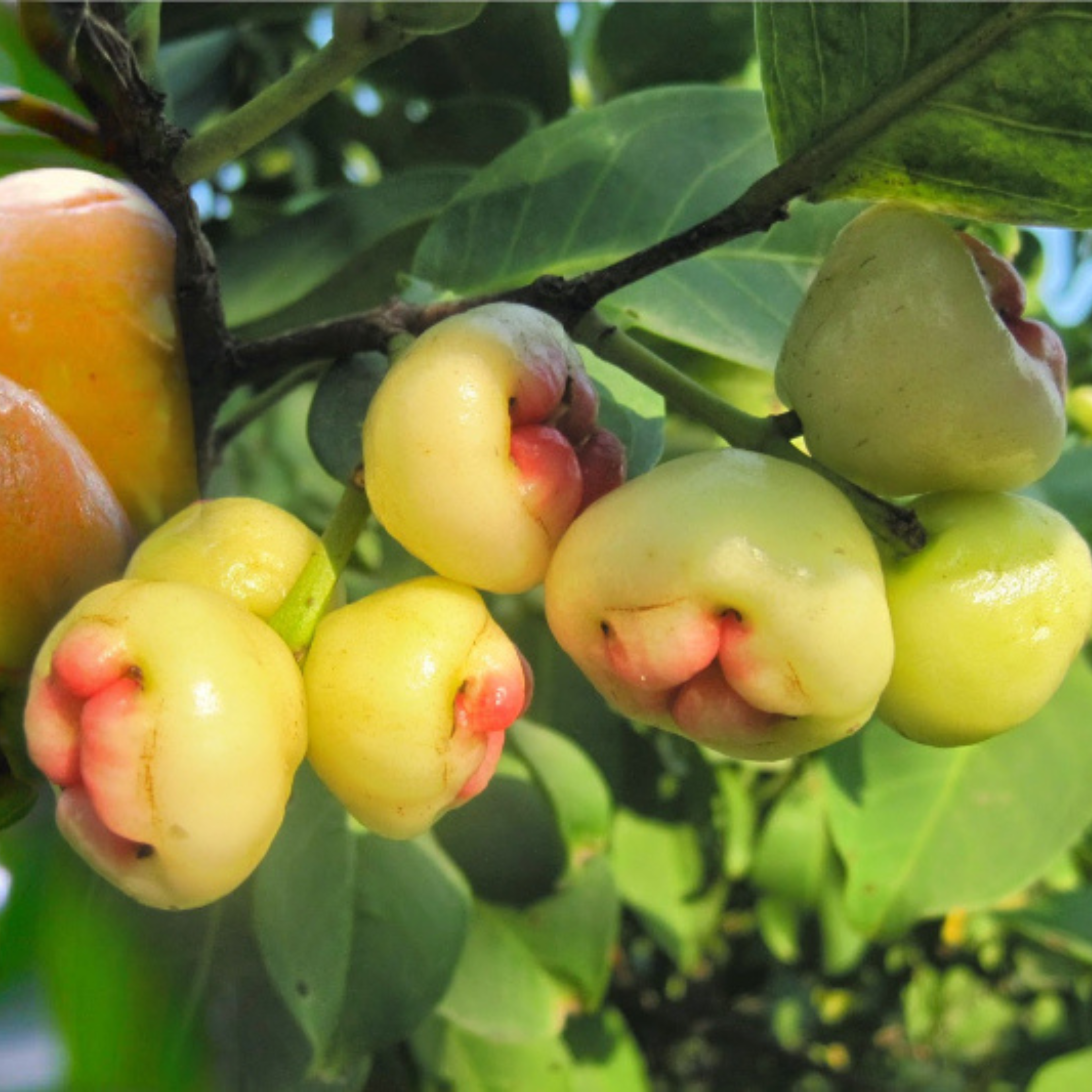 Paneer Champa (Syzygium jambos) Fruit Live Plant