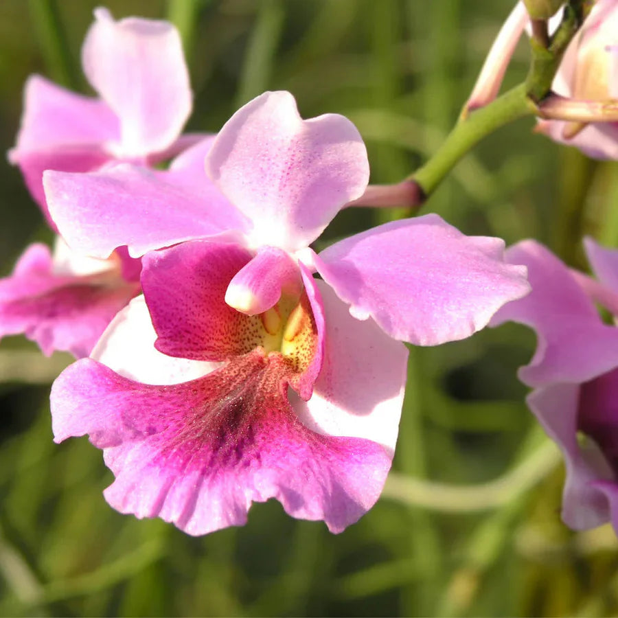 Papilionanthe Miss Joaquim  Orchid Live Plant