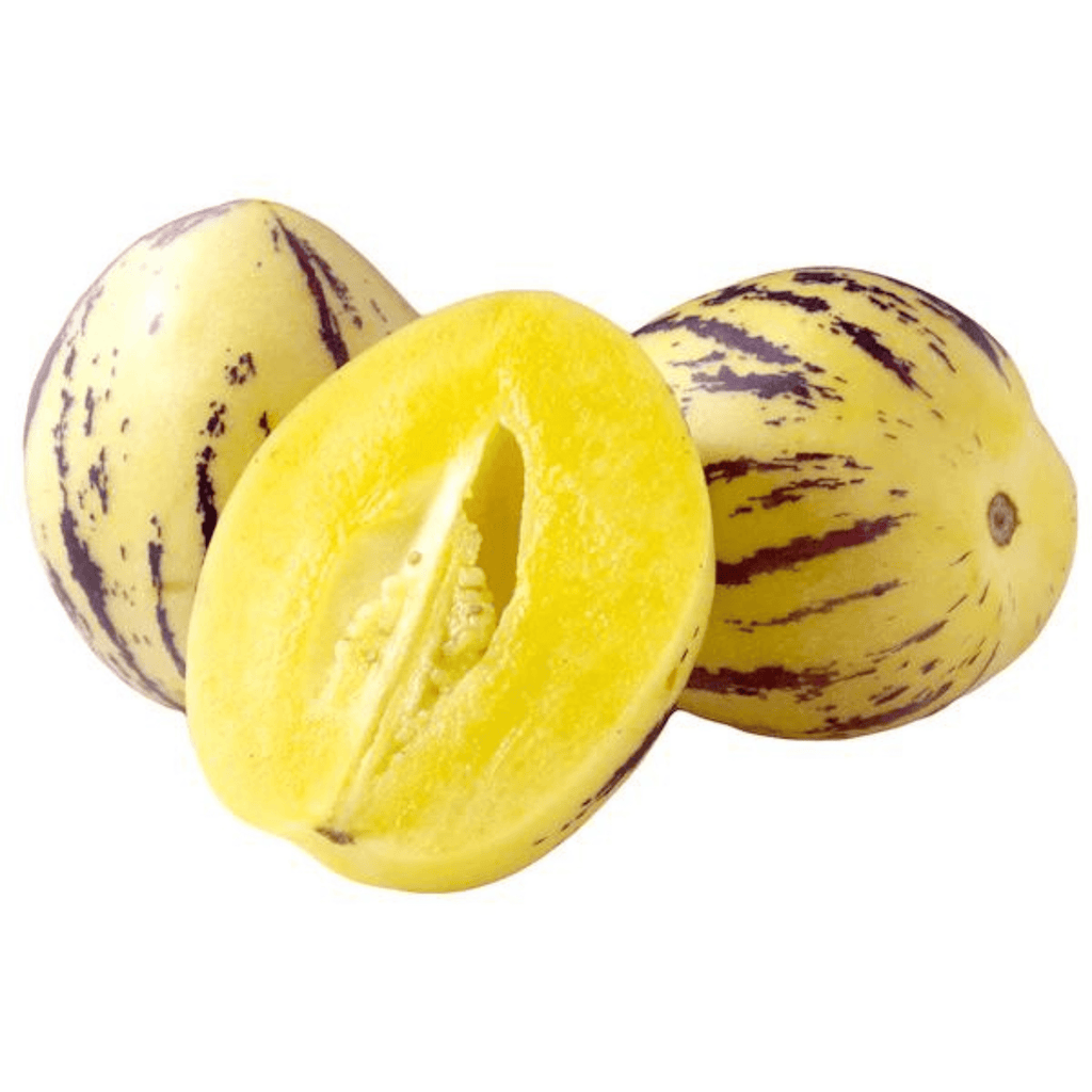 Pepino Melon / Tree Tomato Fruit (Solanum muricatum) Live Plant