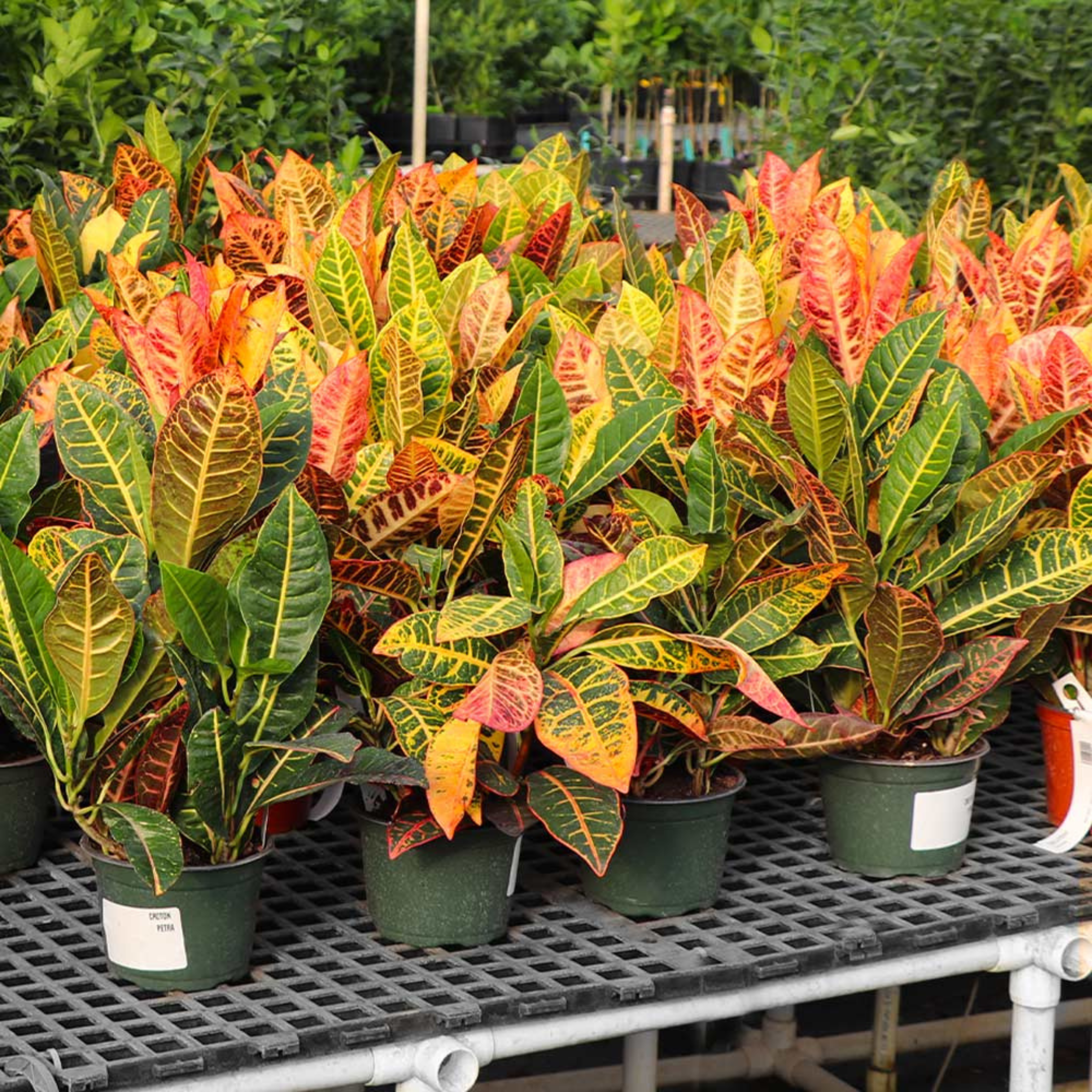 Petra Croton (Codiaeum variegatum) Indoor / Outdoor Live Plant