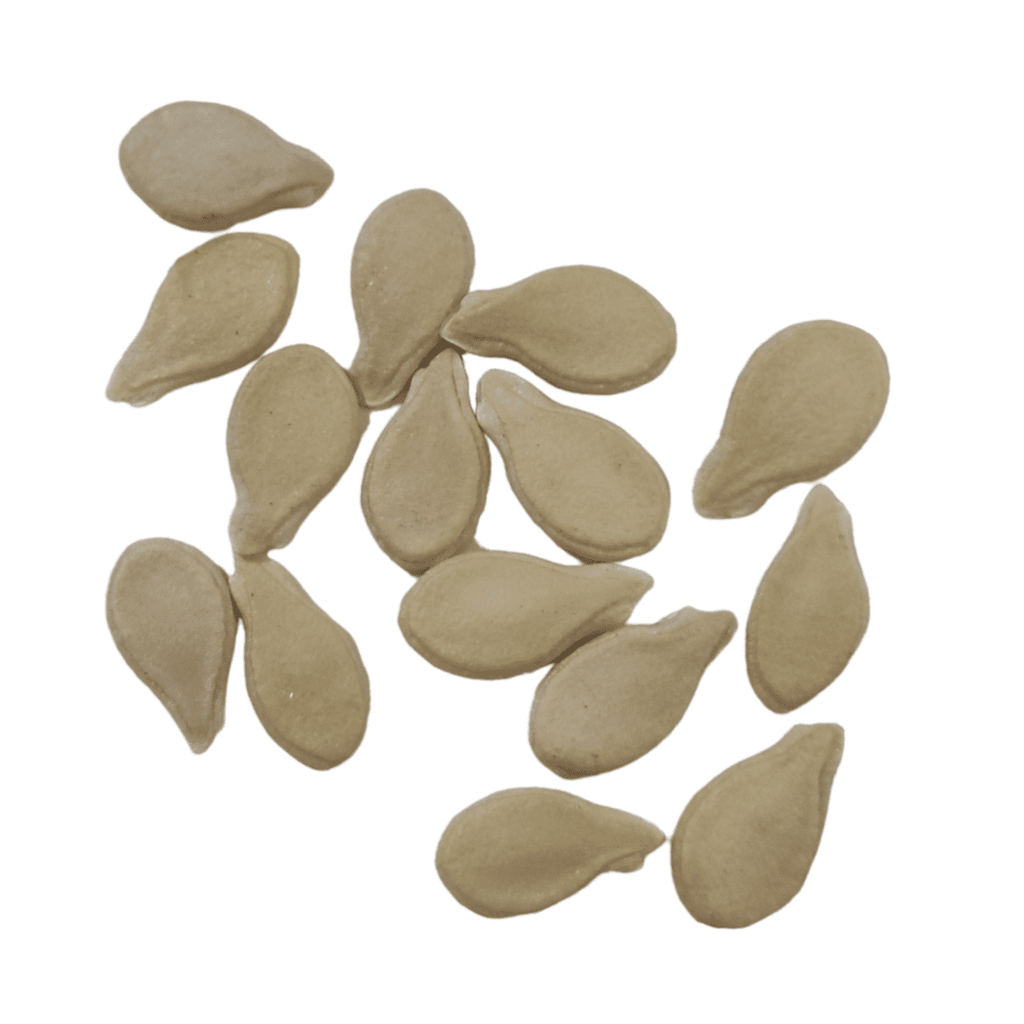 Organic Winter Melon / Medicinal Ash Gourd / Nei Kumbalanga Seeds - Open Pollinated