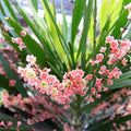 Phyllanthus Angustifolius Live Plant