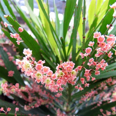 Phyllanthus Angustifolius Live Plant