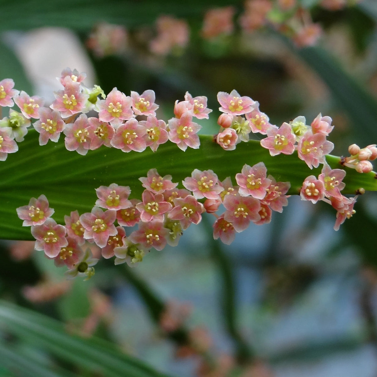 Phyllanthus Angustifolius Live Plant