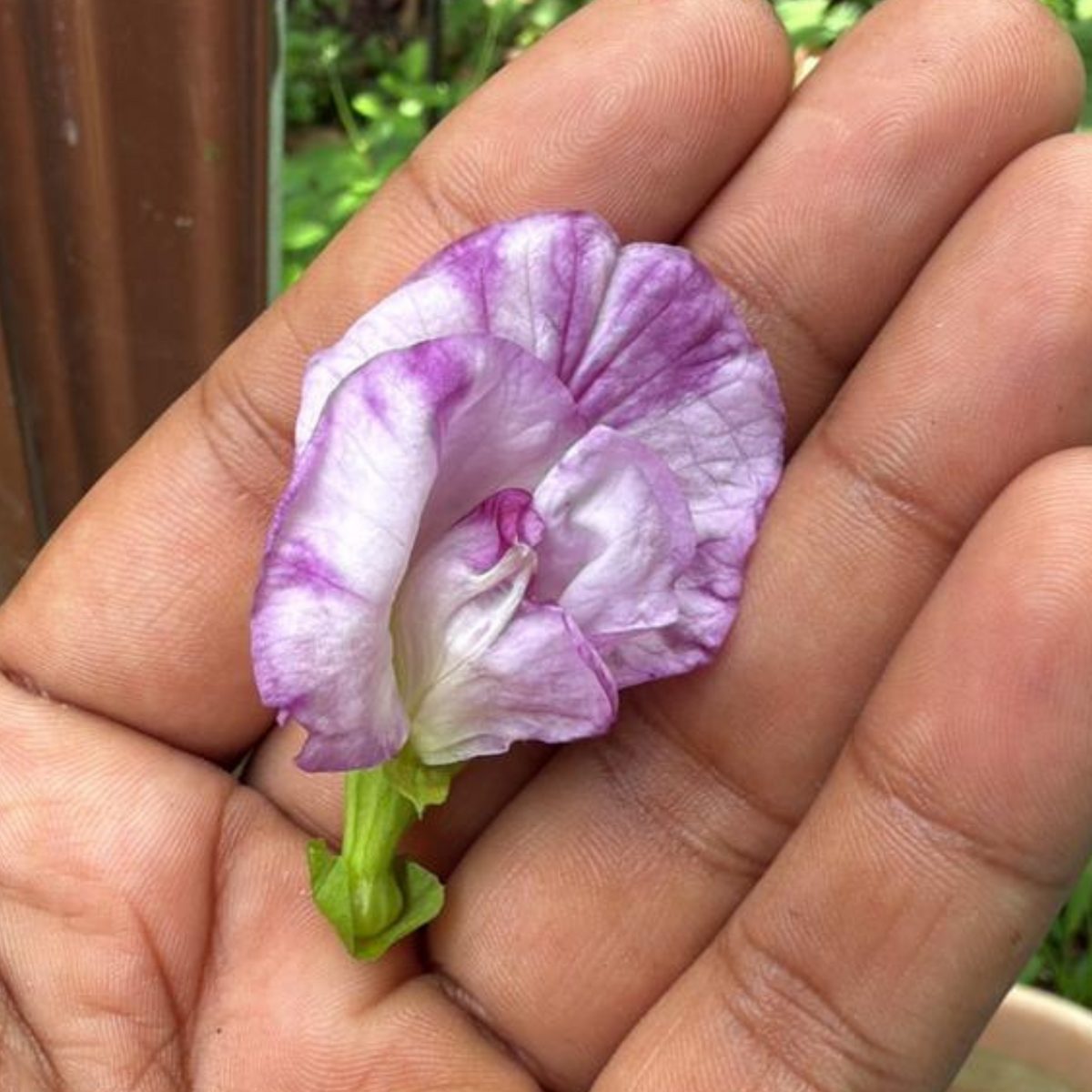 Pink Speckled Clitoria (Butterfly Pea) Rare Flowering Live Plant
