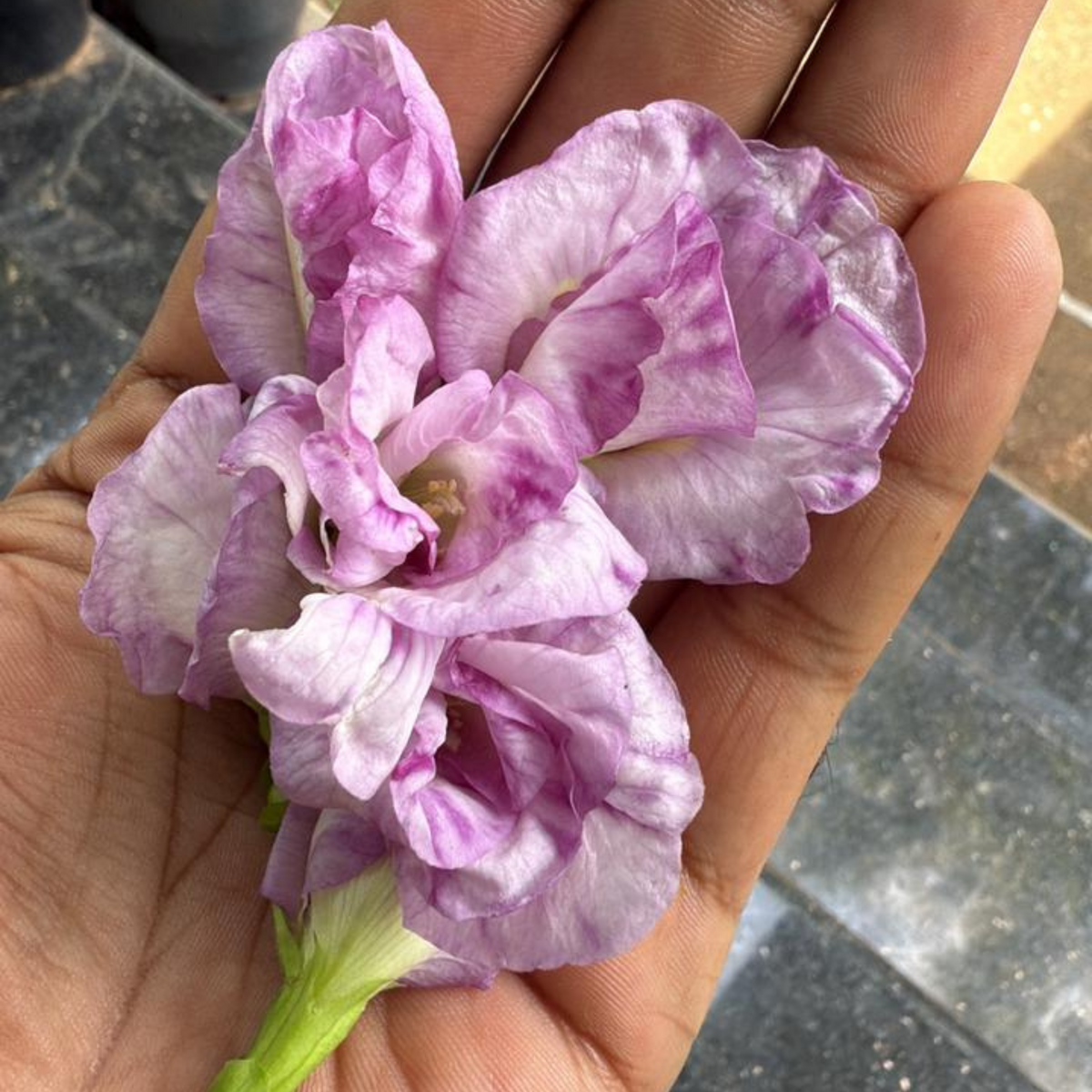 Pink Speckled Clitoria (Butterfly Pea) Rare Flowering Live Plant