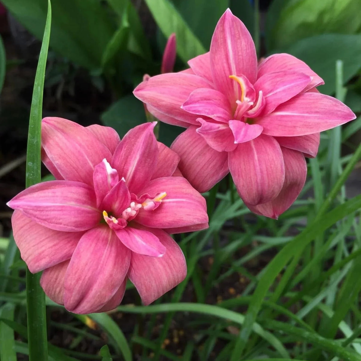 Pink Ruby Multipetal rain Lilly  All Time Flowering Live Plant