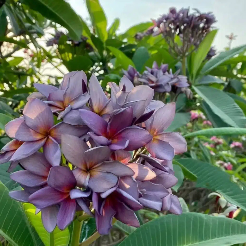 Plumeria Blue (Frangipani) All Time Flowering Live Plant