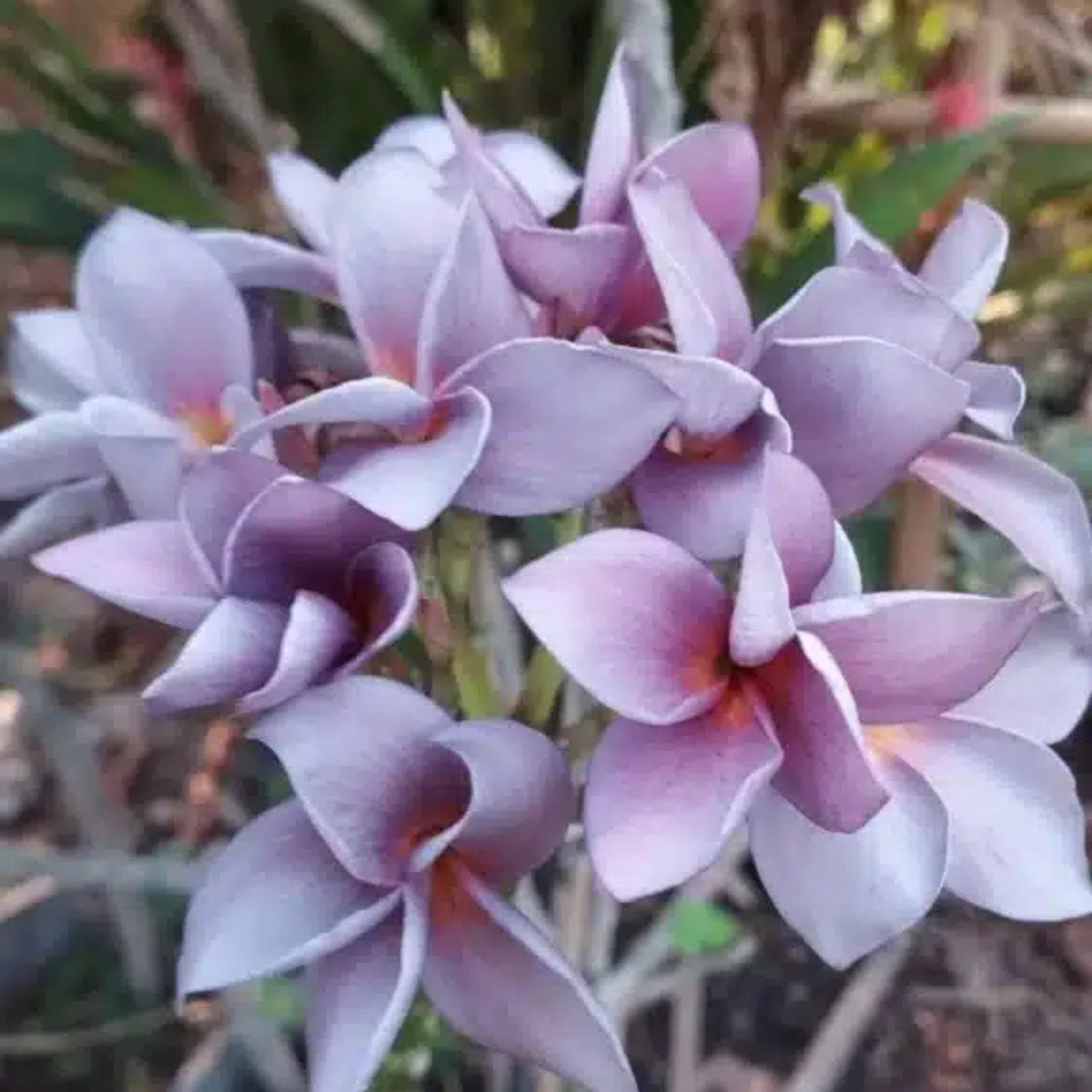 Plumeria Blue (Frangipani) All Time Flowering Live Plant