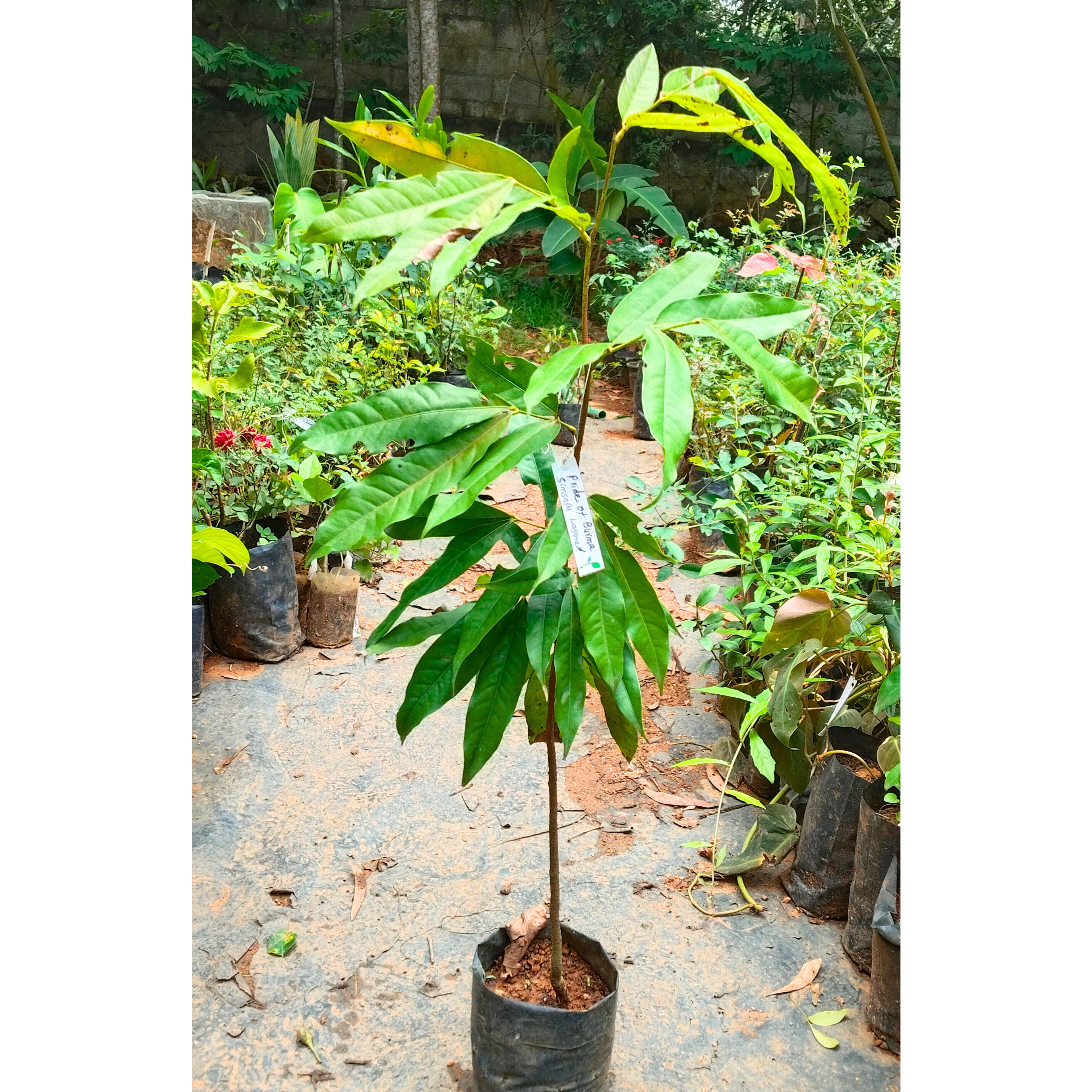 Pride of Burma (Amherstia Nobilis) Simsapa Layered Live Plant