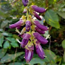 Purple Jade Vine  Rare Flowering (Mucuna Pruriens) Layered Live Plant