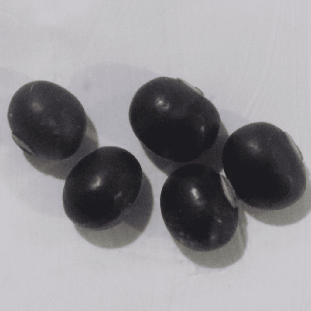 Organic Purple Winged Beans Seeds - Open Pollinated
