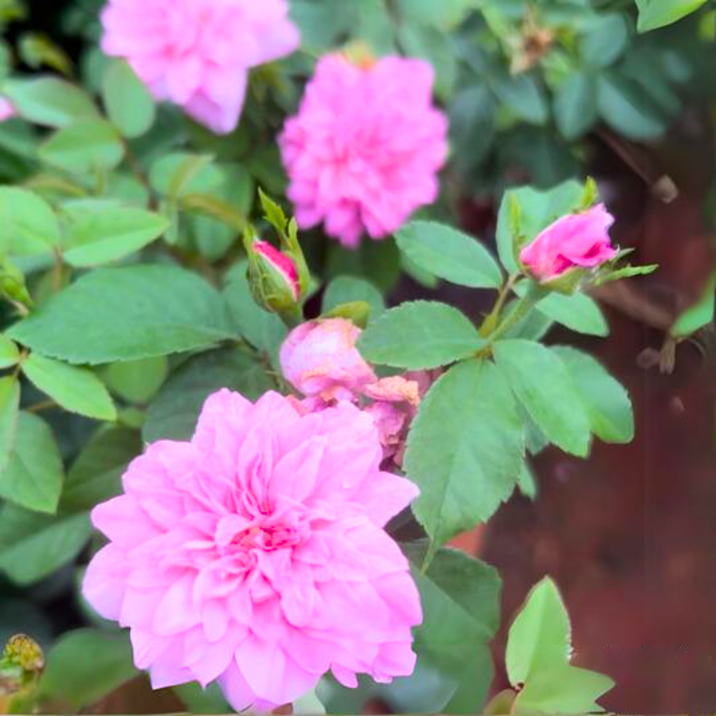paneer rose seeds Buy Queen Elizabeth Rose Plant Online – Elegant & Ever-Blooming – LeafNLux