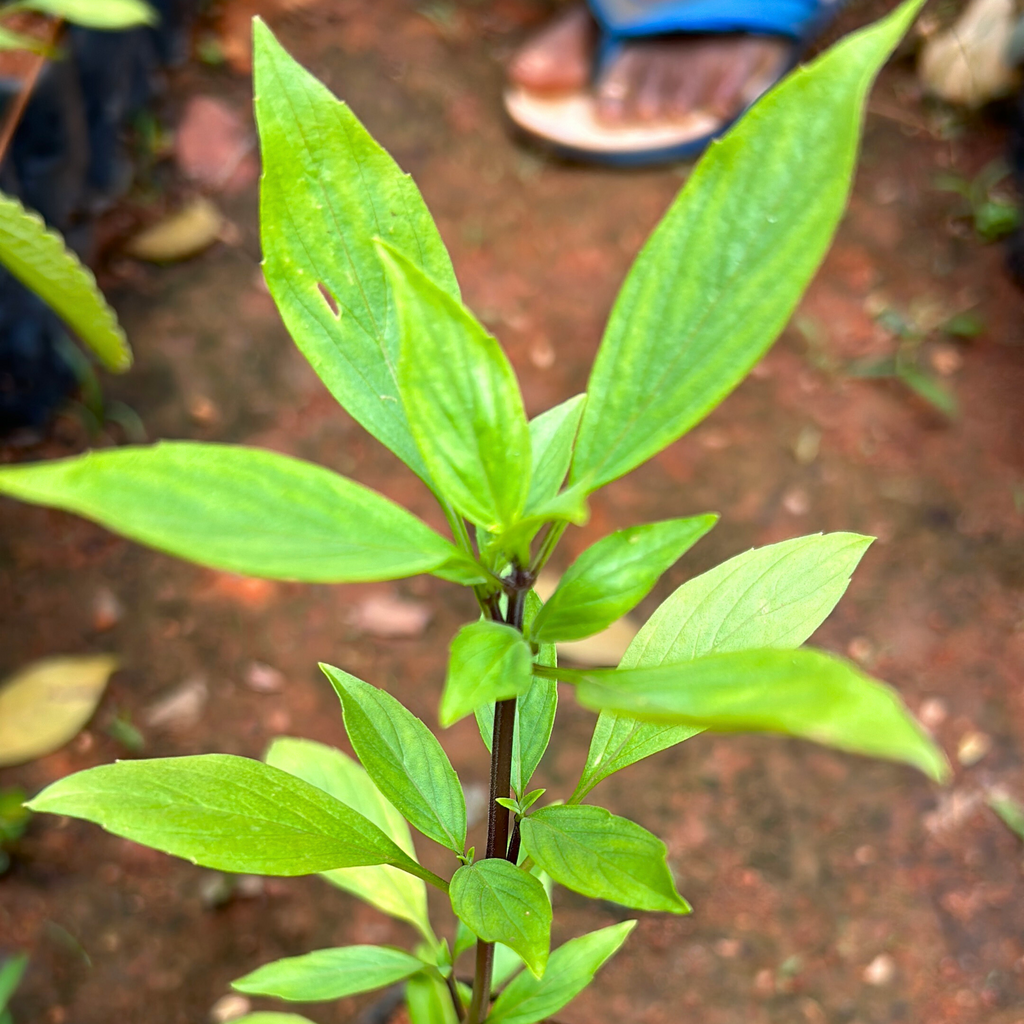 Thai Sweet Basil Medicinal Live Plant