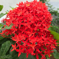 Red Thetti Big Flowers (Ixora coccinea) All Time Flowering Live Plant
