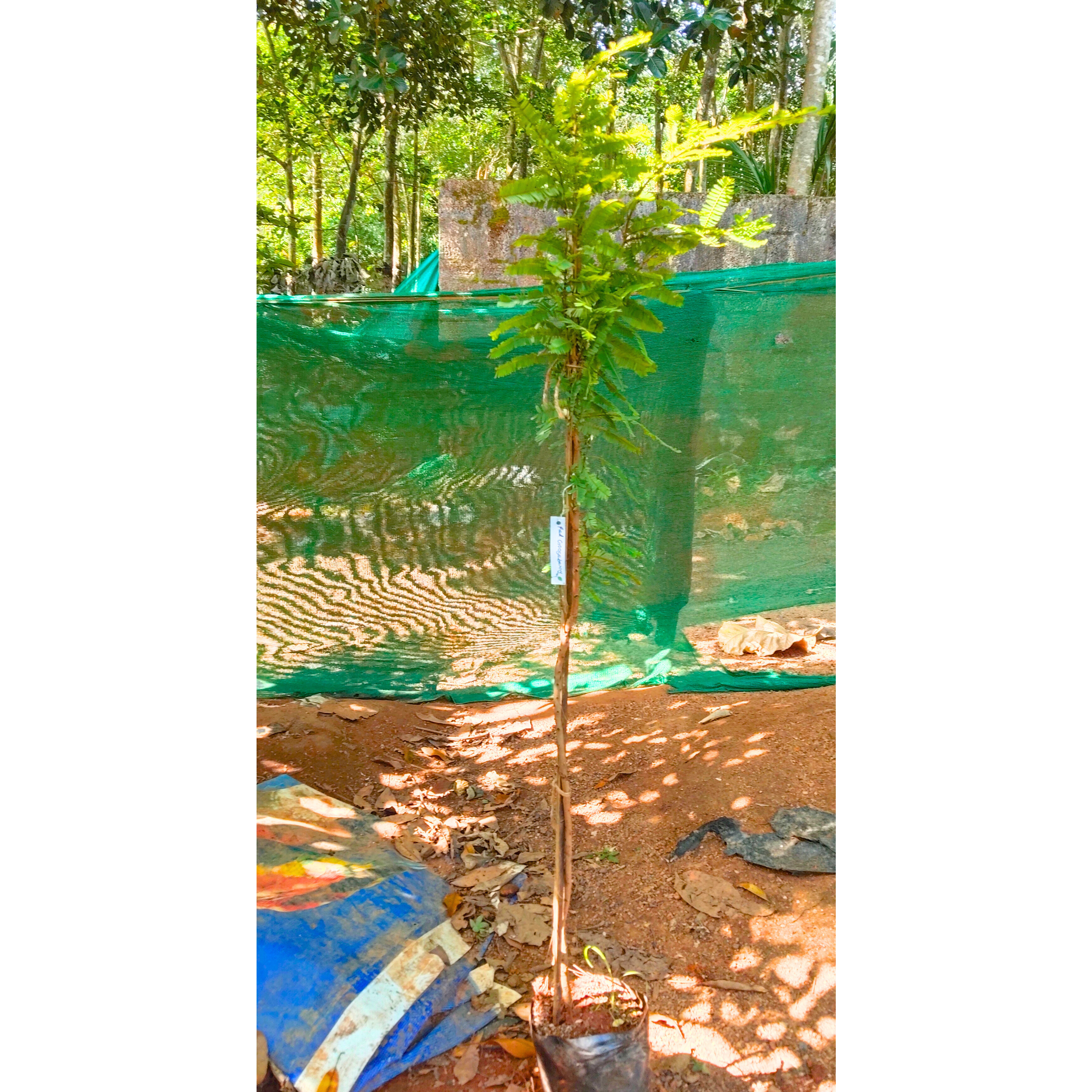 Red Gooseberry Grafted Live Plant (Ribes uva-crispa)