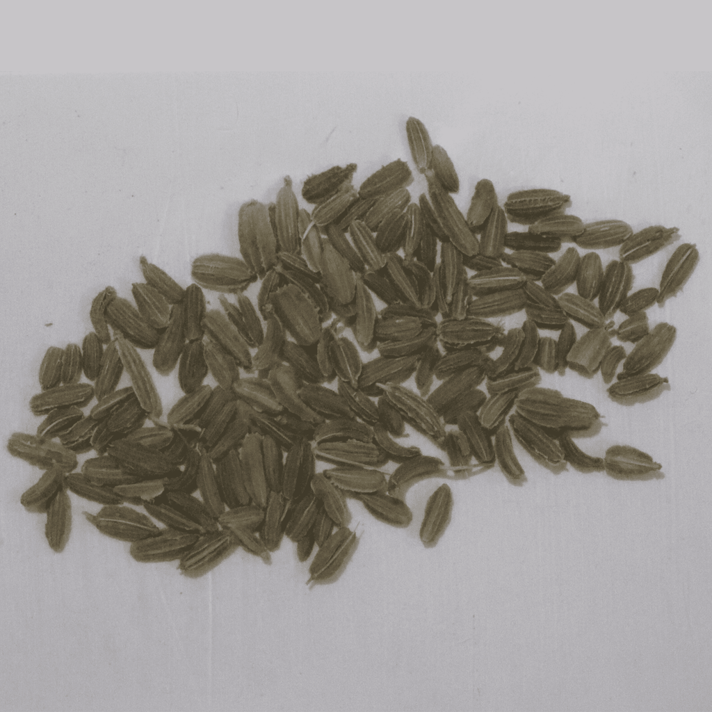 Organic Red Carrot Seeds - Open Pollinated
