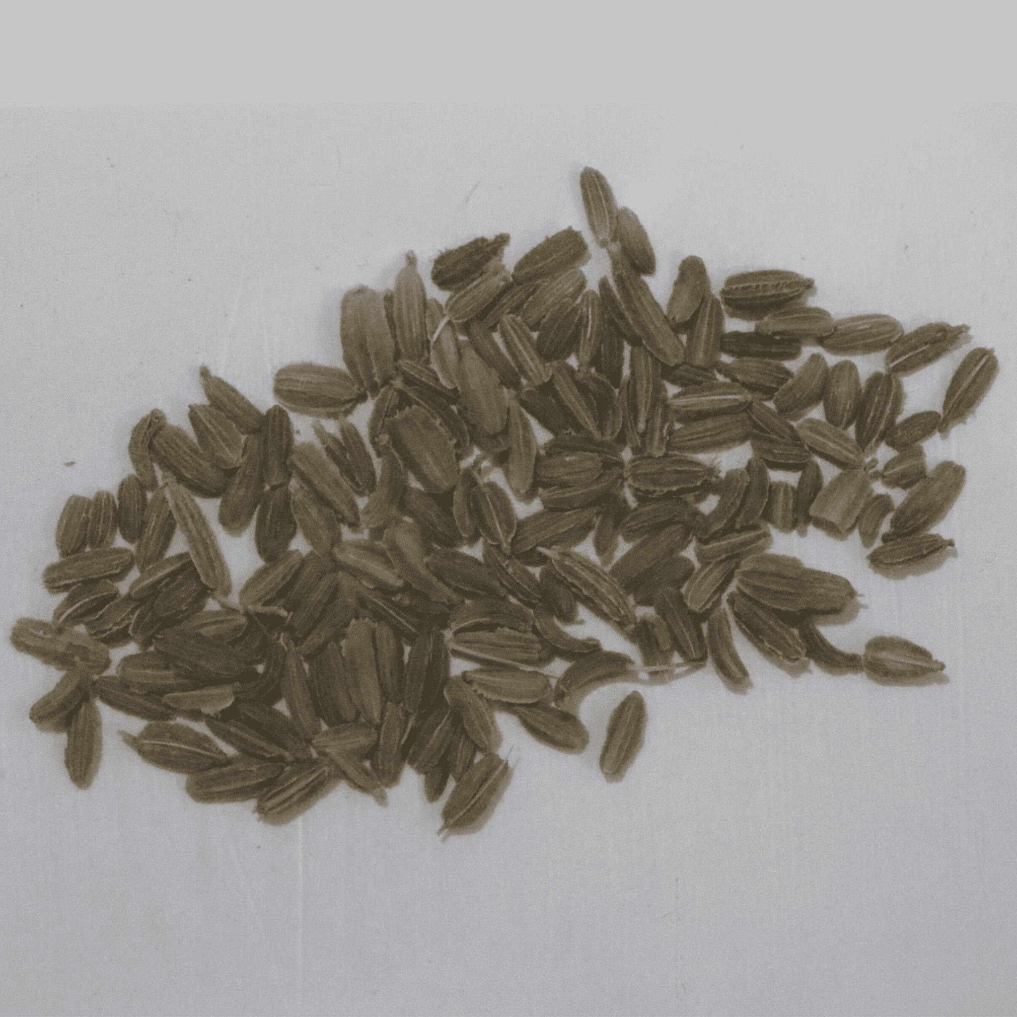 Organic Red Carrot Seeds - Open Pollinated