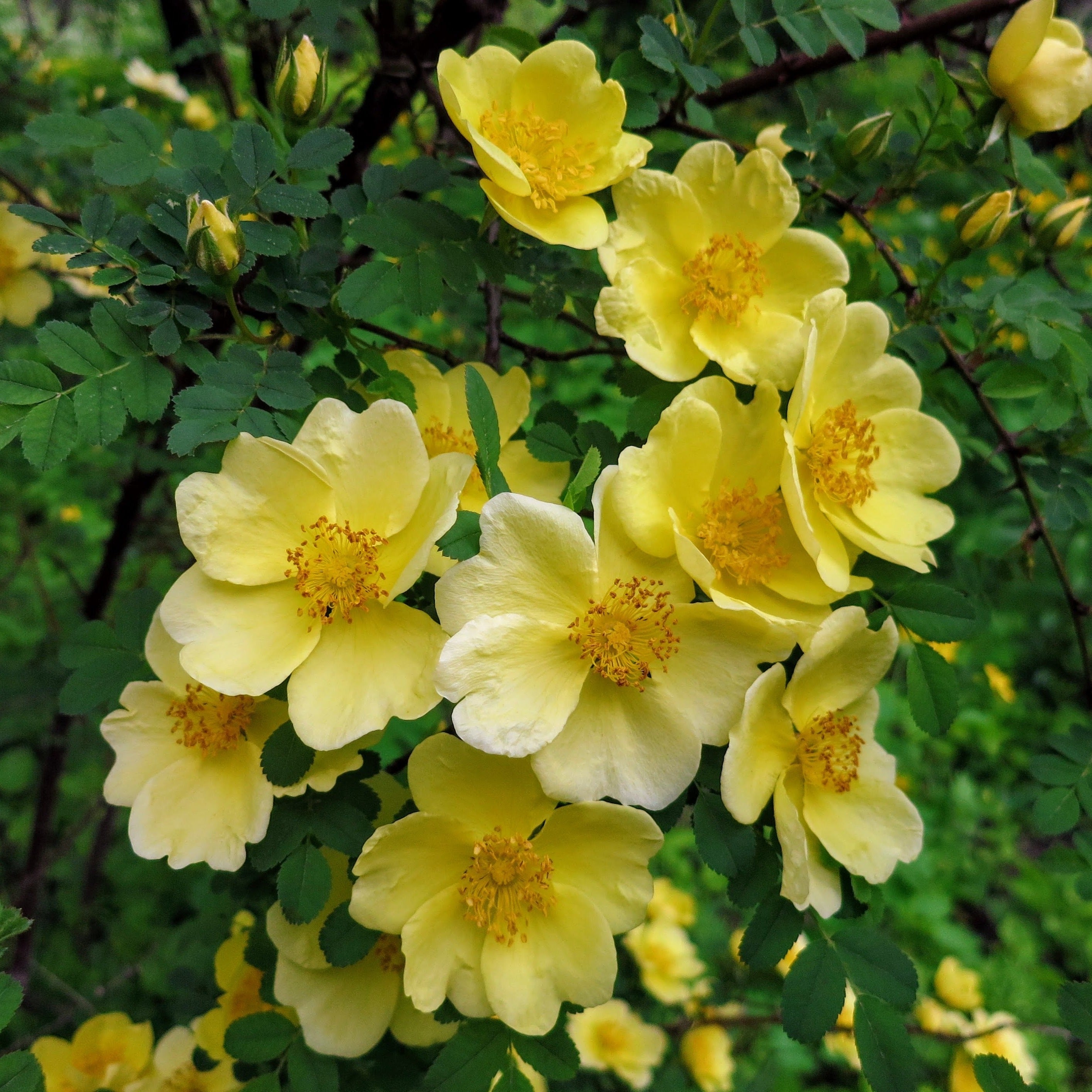 Rosa Hugonis Flowering Grafted Live Plant with Flower