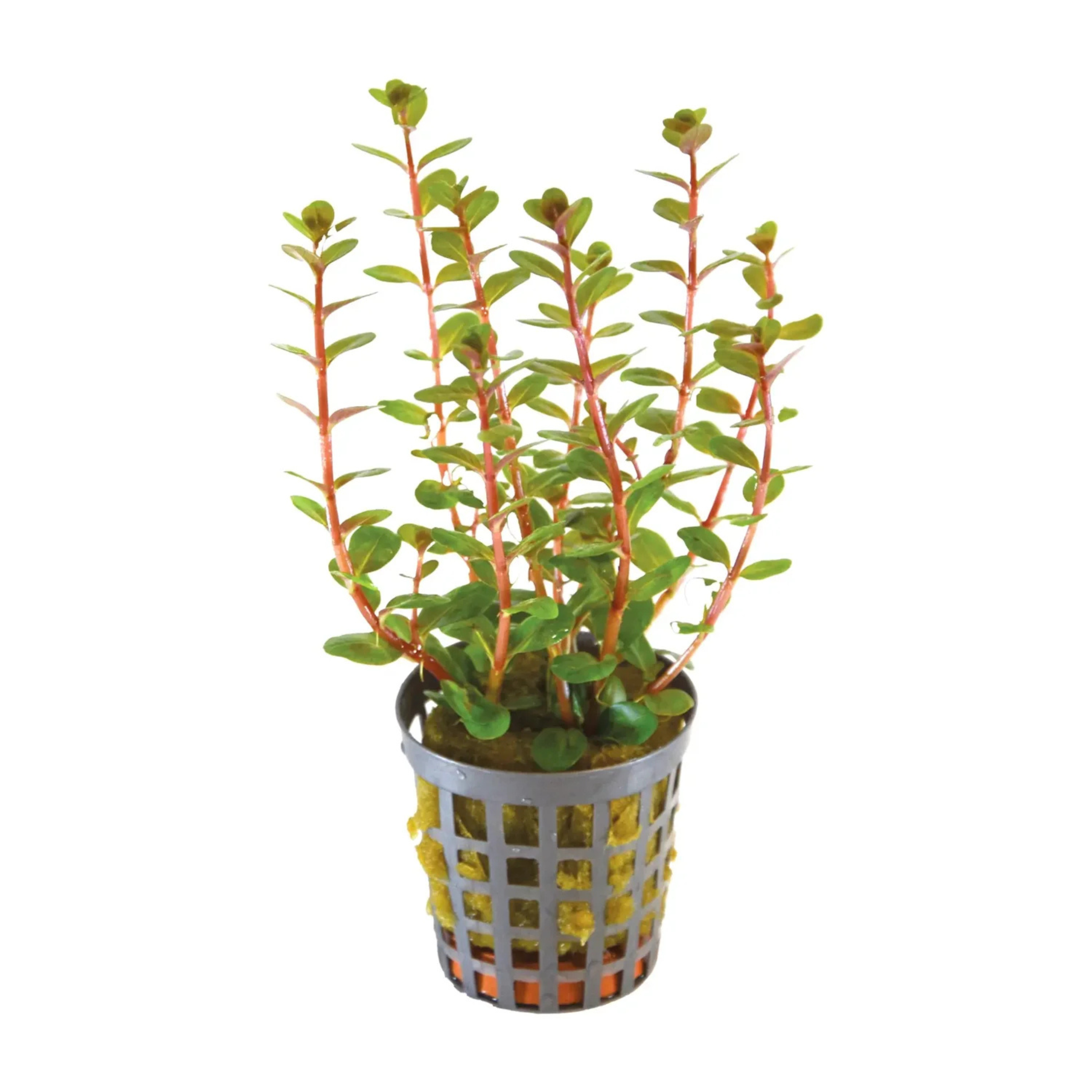 Rotala Macrandra Mini Red Aquarium Live Plant