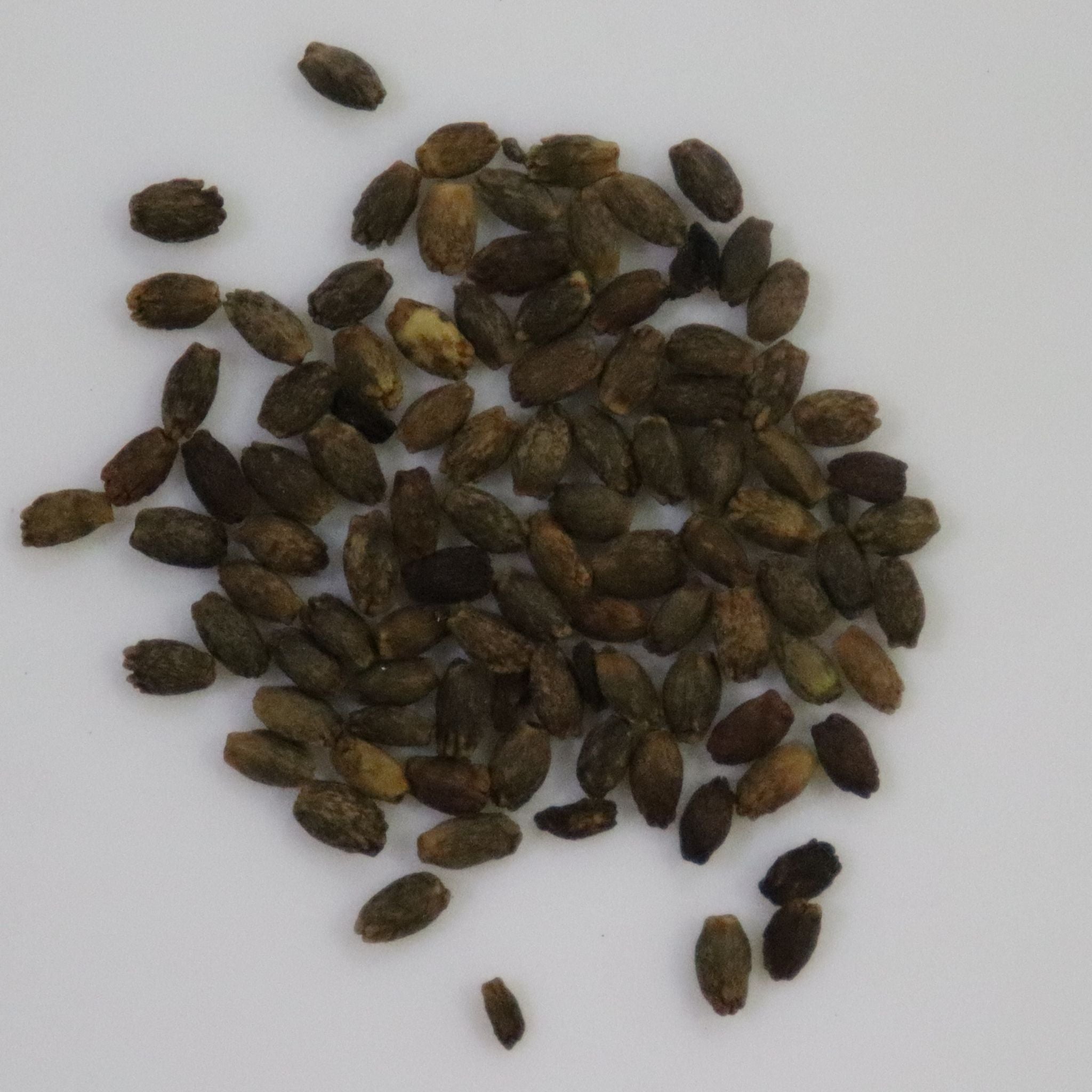 Salvia Splendens Red Seeds
