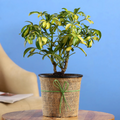 Schefflera Variegated Bonsai Indoor Live Plant