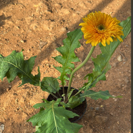 Gerbera Yellow Flowering Live Plant
