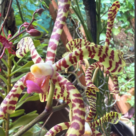 Arachnis Maggie Oei Variegated Orchid live Plant
