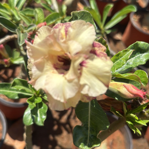 Adenium Peach with Pink – Desert Rose Live Plant