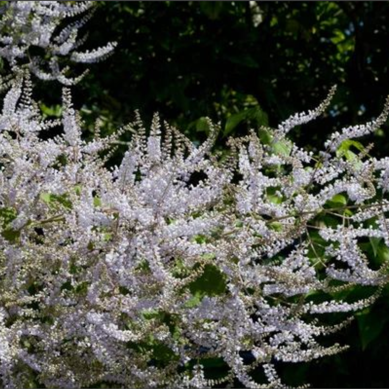 Madeira Vine Rare Flowering Live Plant