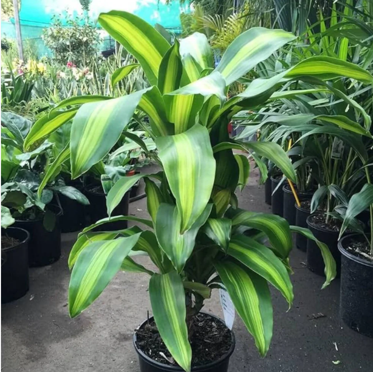 Corn Plant (Dracaena fragrans 'Massangeana') Indoor / Outdoor Live Plant