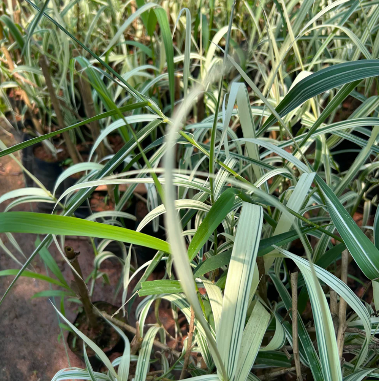 Fountain Grass Variegated (Pennisetum setaceum) Ornamental Live Plant
